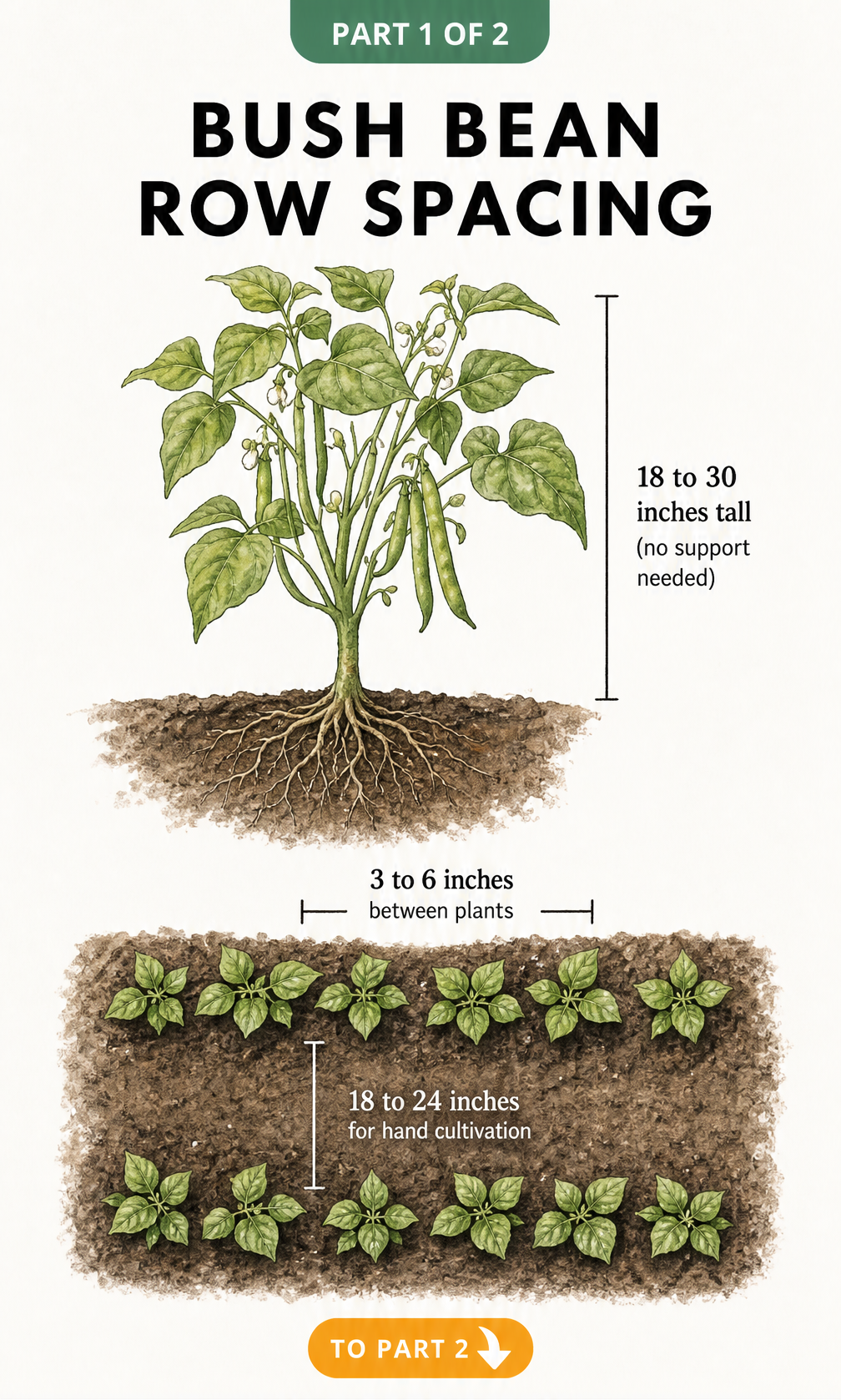 Botanical illustration showing bush bean plant height and a top view of a garden bed with proper spacing between plants and rows.