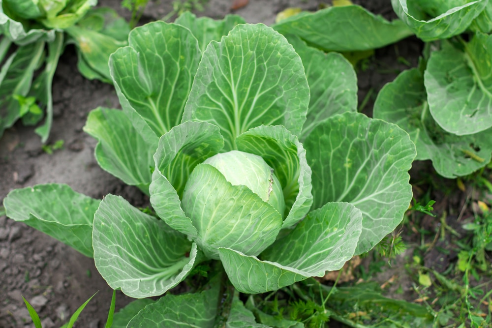 Image of Cabbage and peppermint companion planting