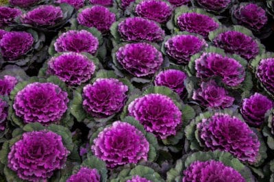 cabbage-flower