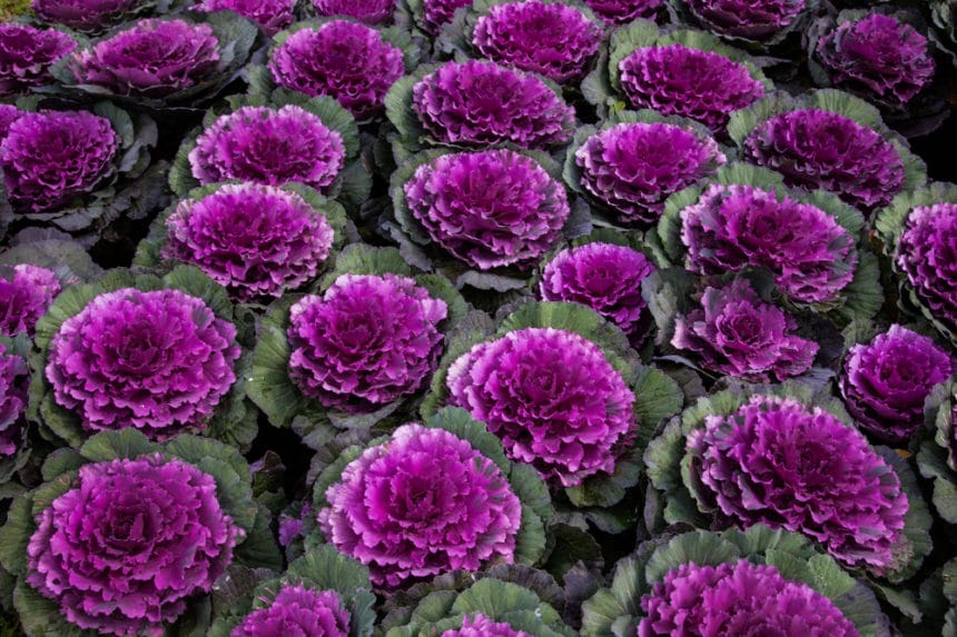 Cabbage Flower » Everything You Want to Know