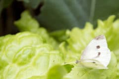 cabbage-moth