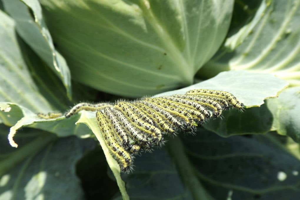 Cabbage Pests » Top Tips on Identification and Control
