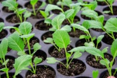 cabbage-seedlings