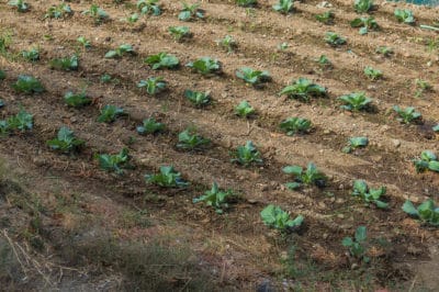 cabbage-spacing