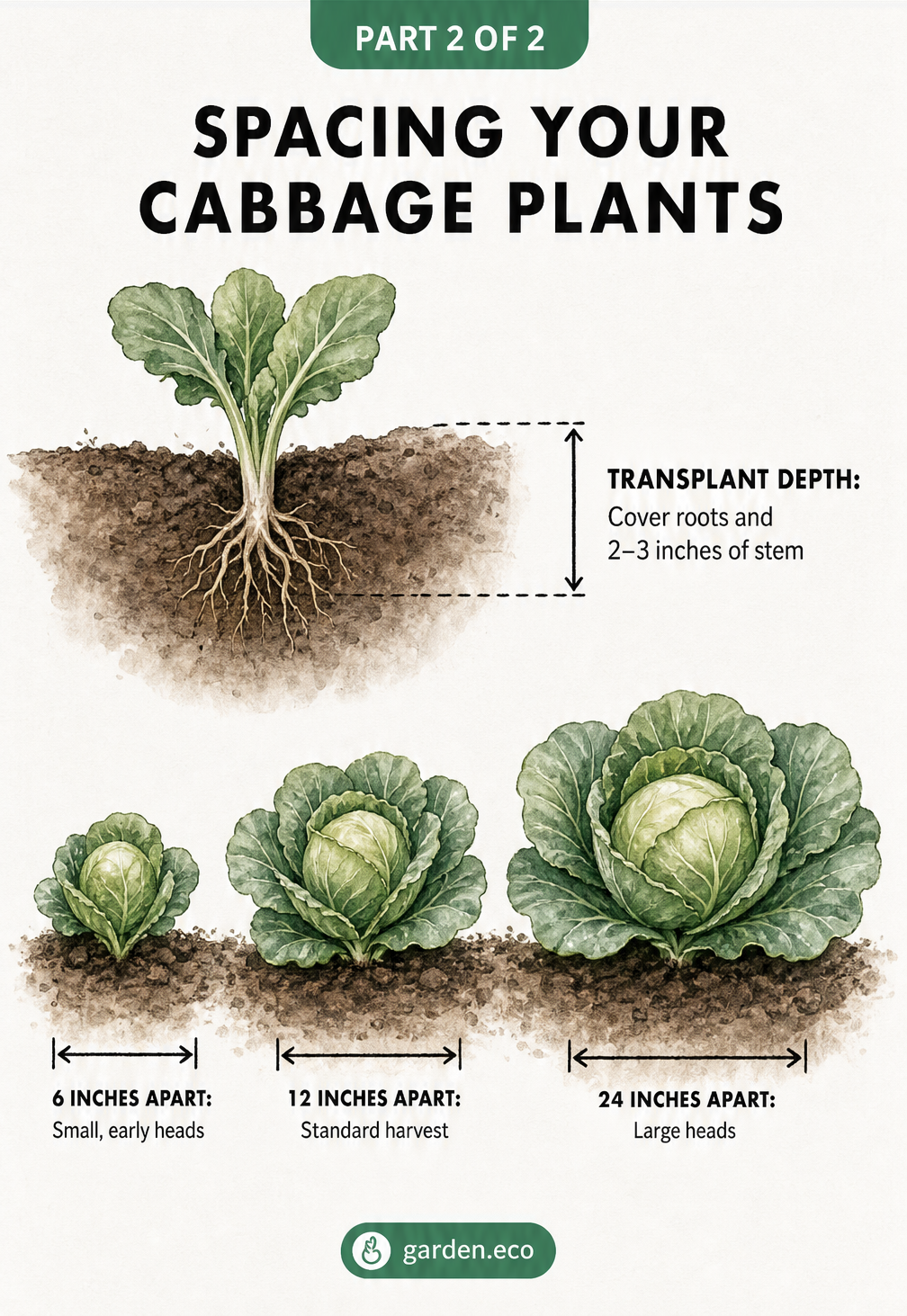 Illustration showing cabbage transplant depth and spacing options for small, standard, and large heads.