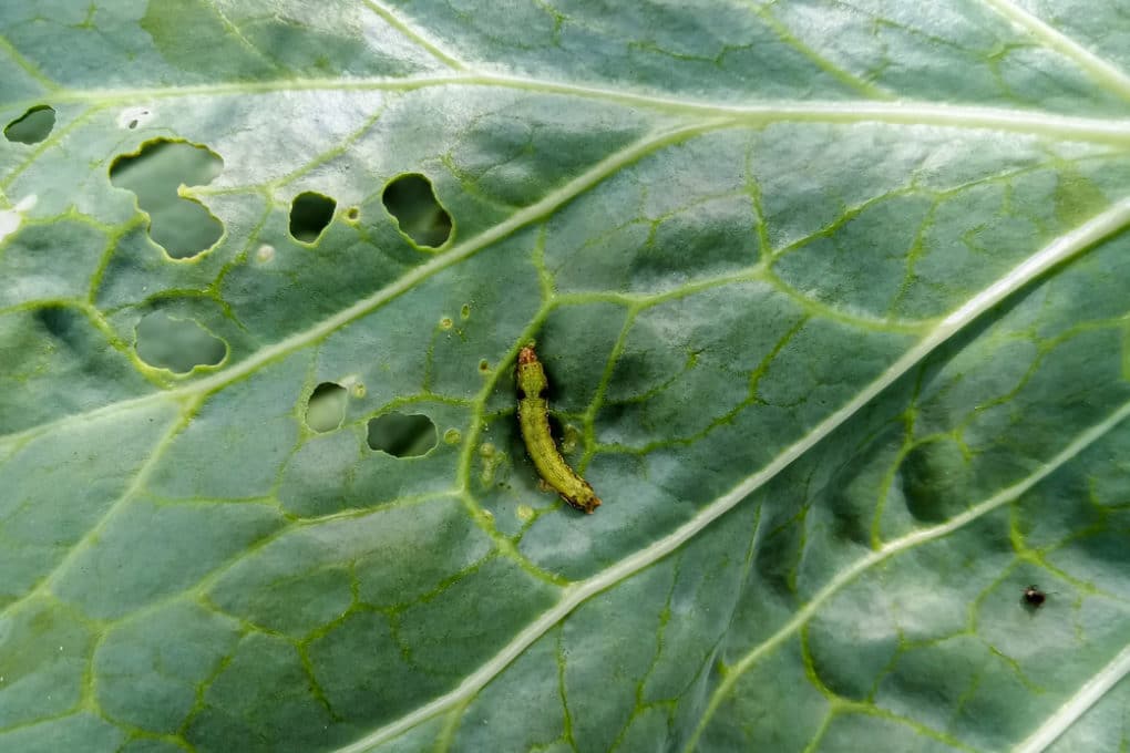 Cabbage Pests » Top Tips on Identification and Control