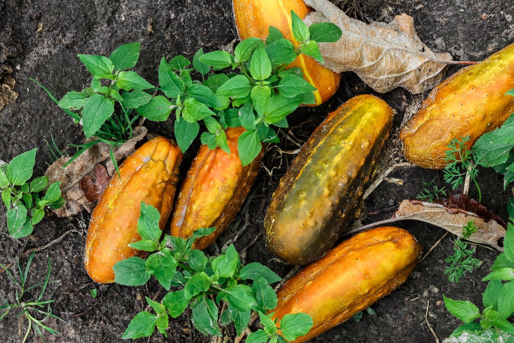 Is it Safe to Eat Orange Cucumbers? Easy Tips for a Healthy Diet.