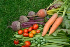 carrot-companion-planting