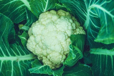 cauliflower-disease