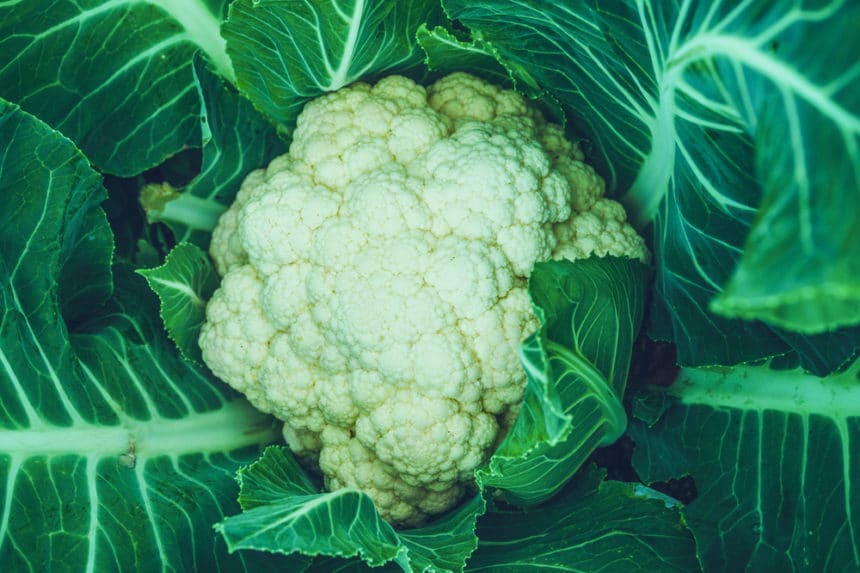 How to Harvest Cauliflower Like a Born Farmer