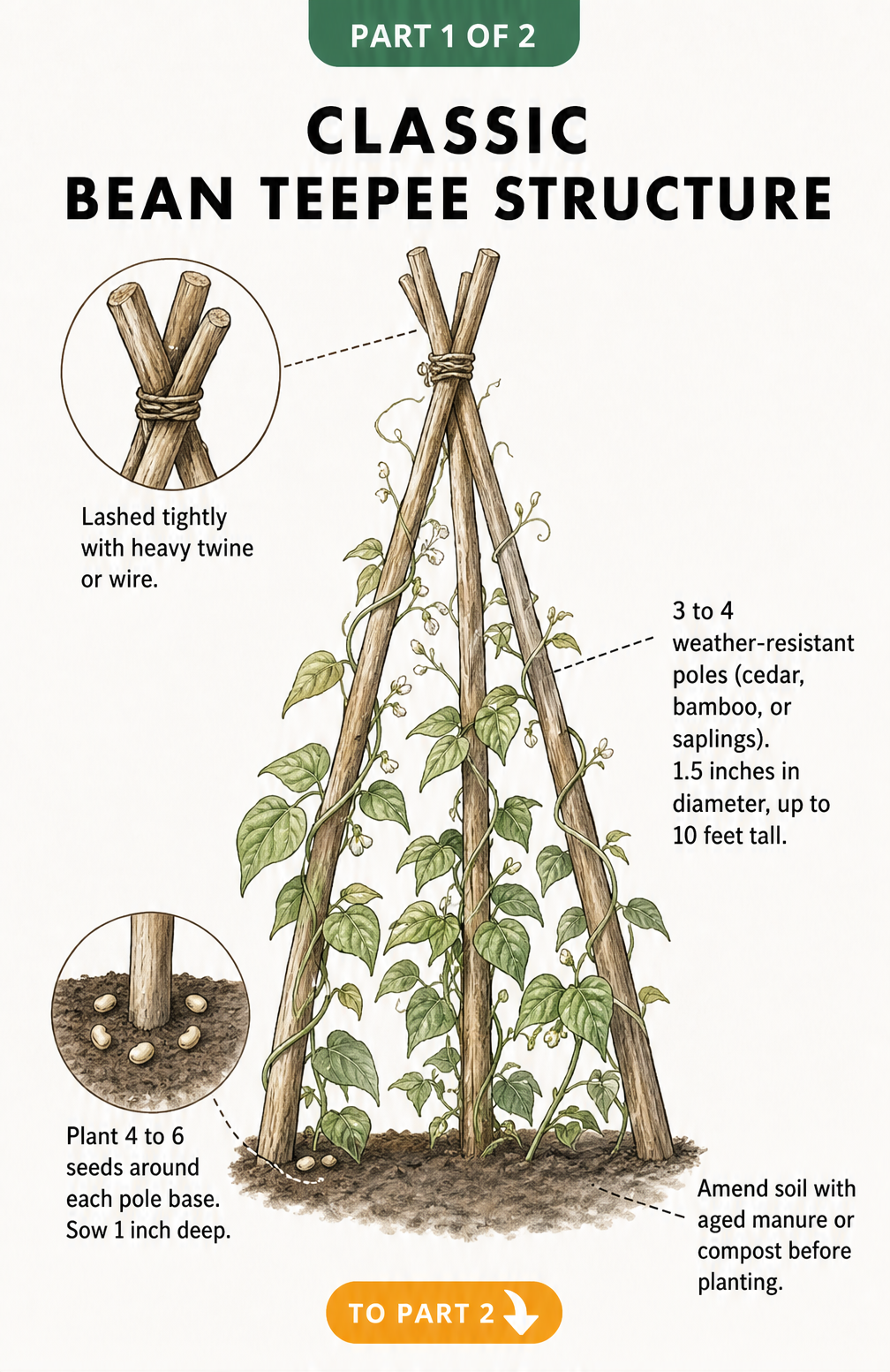 Illustration of a classic bean teepee structure made of four wooden poles lashed together with twine, showing seeds planted at the base.