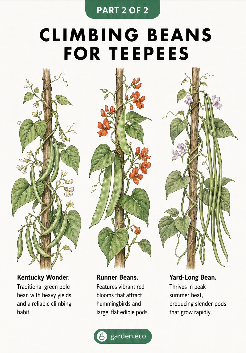 Botanical illustrations of three climbing bean varieties: Kentucky Wonder green bean, Runner Bean with red flowers, and Yard-Long Bean.