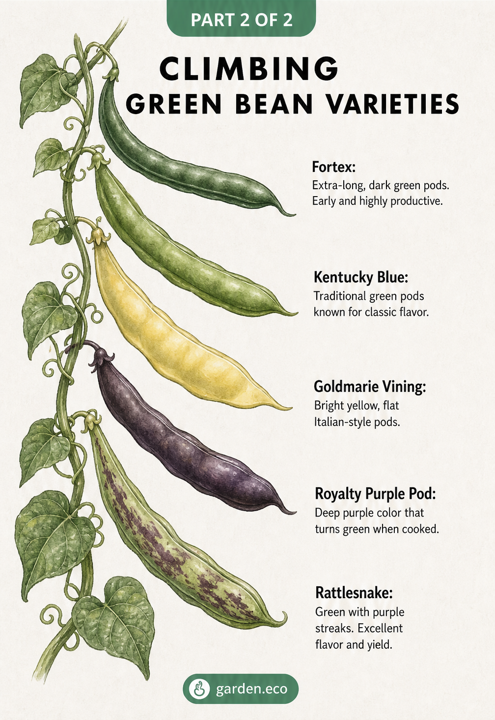 Vintage botanical illustration of five climbing green bean varieties including Fortex, Kentucky Blue, Goldmarie Vining, Royalty Purple Pod, and Rattlesnake.
