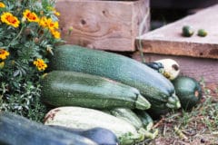 companion-planting-squash