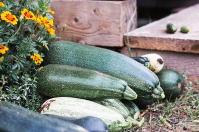 companion-planting-squash