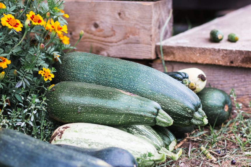 Squash Plants Turning Yellow Reasons and Remedies Garden.eco