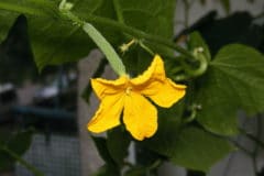 cucumber-blossoms