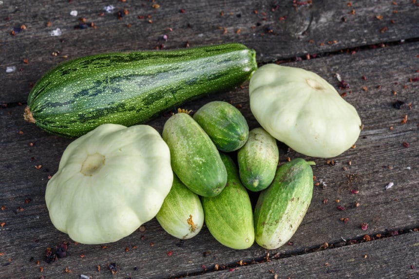 Cucumber Family » It's Larger Than You Think