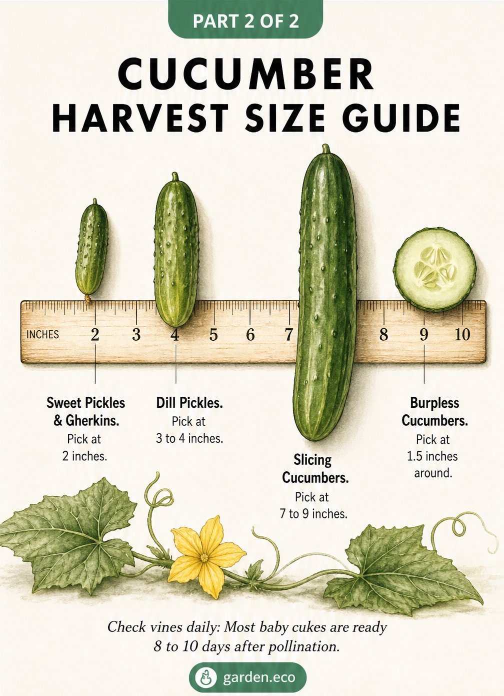 Illustrated ruler showing the ideal harvest sizes for different cucumber types: sweet pickles at 2 inches, dill pickles at 3 to 4 inches, and slicing cucumbers...