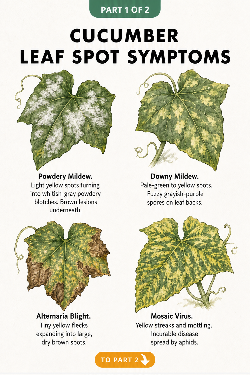 Illustration of four cucumber leaves showing symptoms of powdery mildew, downy mildew, alternaria blight, and mosaic virus