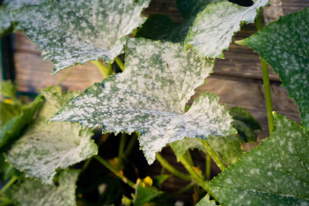 White Spots on Squash Leaves Not Always Fatal Garden.eco