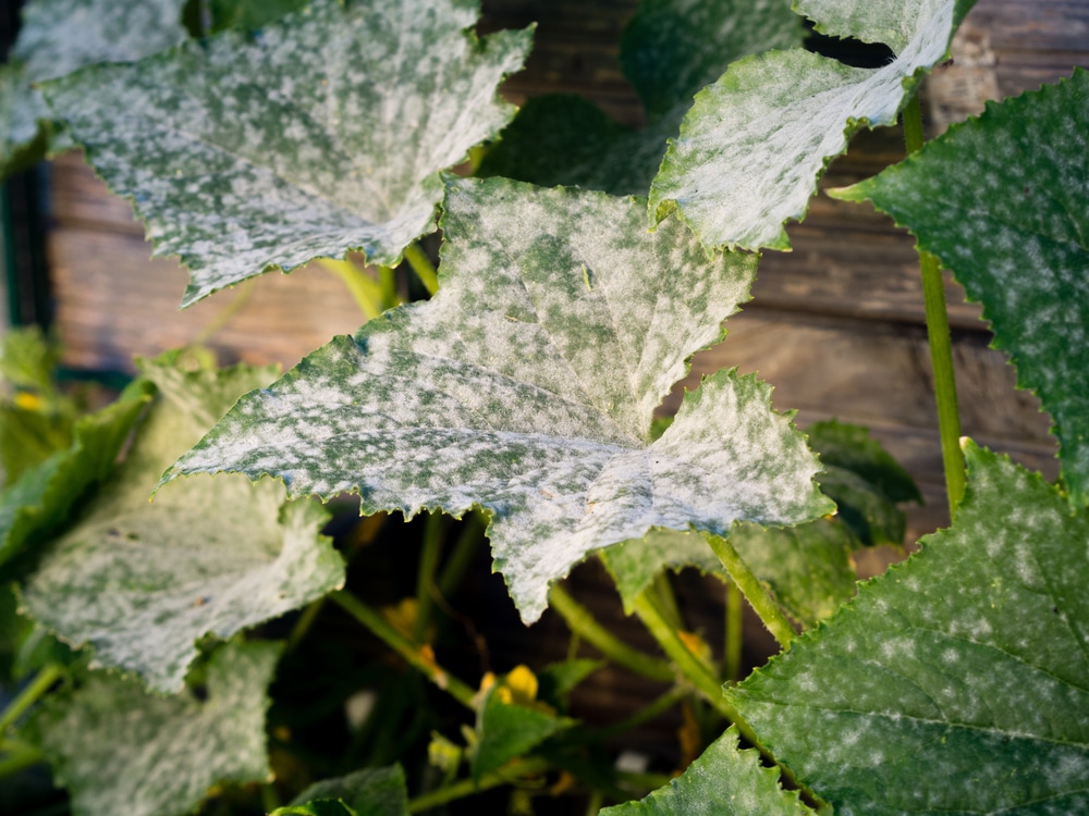 7 Causes of Cucumber Leaves Turning White 