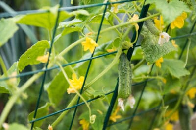 cucumber-trellis