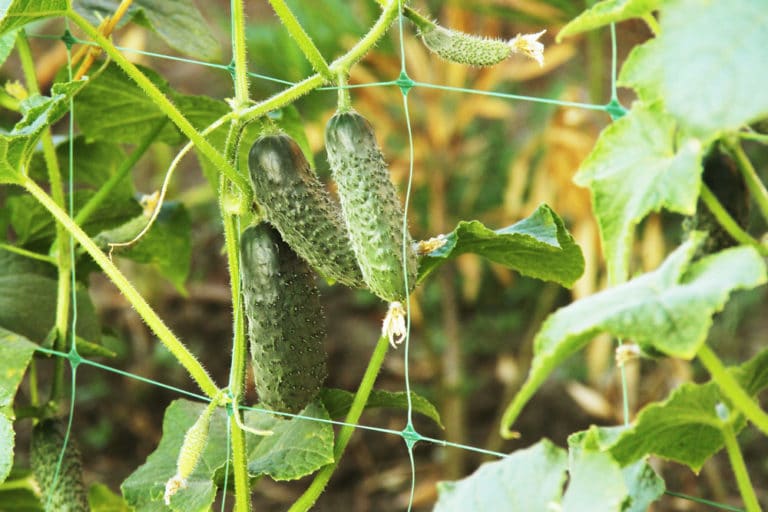 Hardy Kiwi Trellis » Tips to Hang Them up High