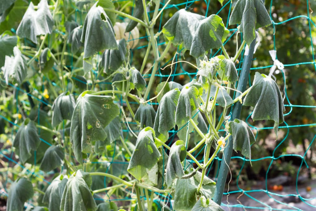 cucumber-leaves-keeping-them-happy-and-healthy