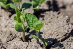 deep-plant-soybeans