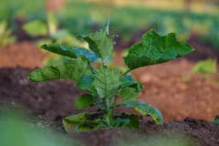 eggplant-flea-beetle-organic-control