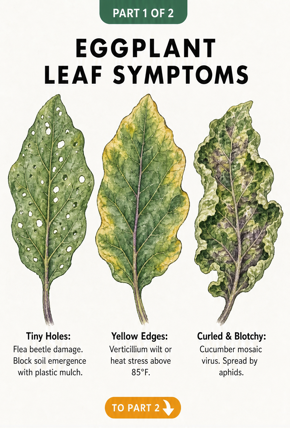 Illustration of three eggplant leaves showing symptoms of flea beetle damage, verticillium wilt, and cucumber mosaic virus.