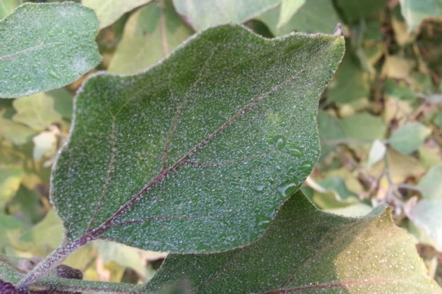 White Spots On Eggplant Leaves