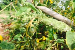 eggplant-leaves-turning-white