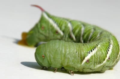 eggplant-pests-and-diseases