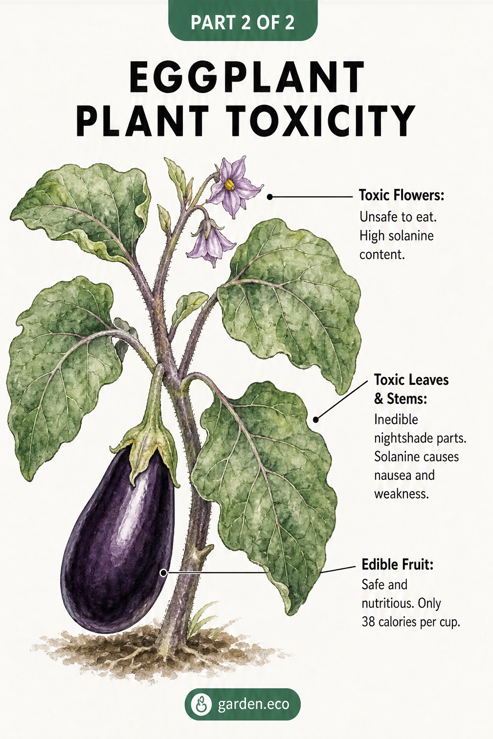 Botanical illustration of an eggplant showing the edible fruit and the toxic leaves, stems, and flowers.
