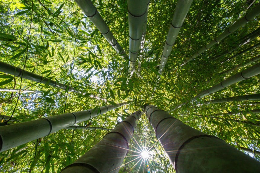 How fast does lucky bamboo grow garden eco