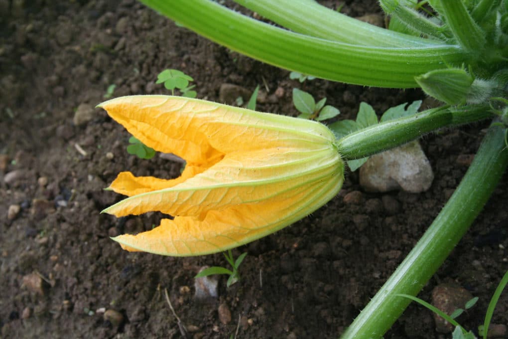 Pumpkin Blossoms More Than Just a Flower Garden.eco