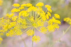 fennel-flower