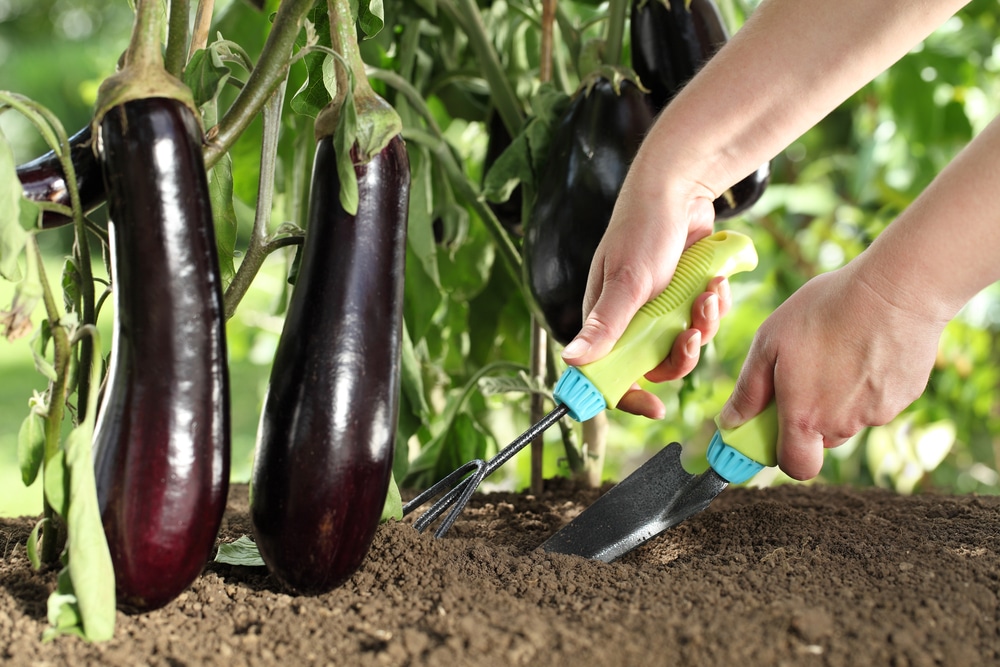 Fertilizing Eggplant Plants for Healthy Growth