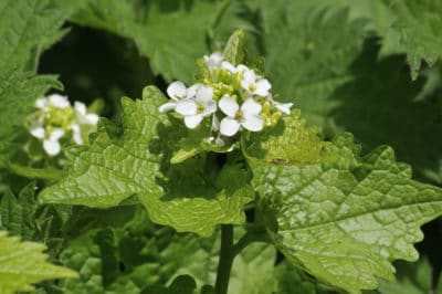 garlic-mustard-plant