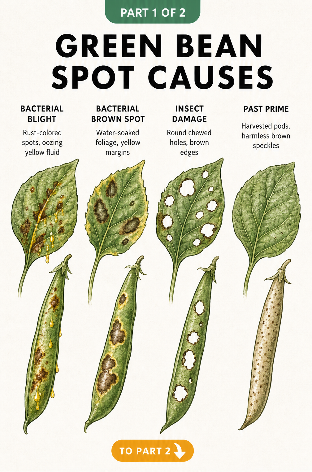 Botanical illustration comparing four causes of brown spots on green beans including bacterial blight, bacterial brown spot, insect damage, and past prime pods.