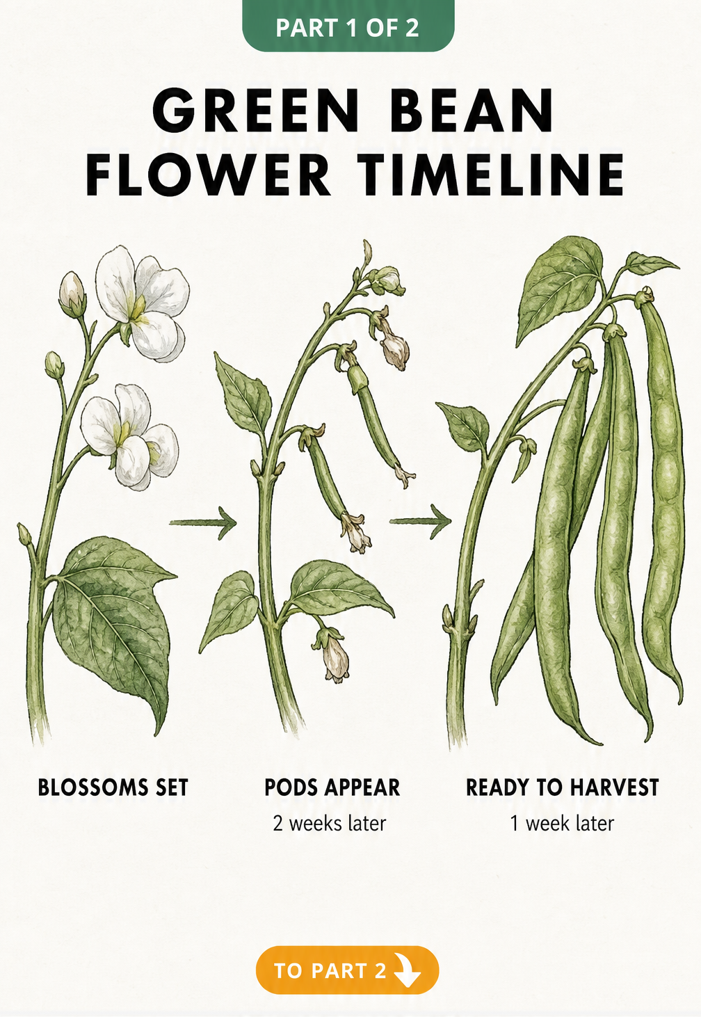 Botanical illustration showing the timeline of green bean flower development from blossom to harvest-ready pod