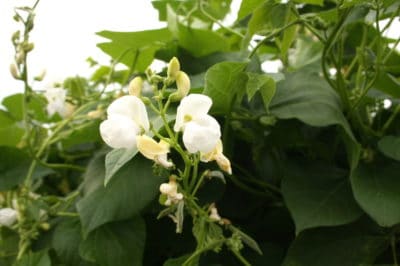 green-bean-flowers