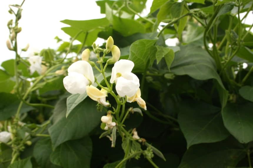 Red Bean Plants » Top Tips on Types and Growing