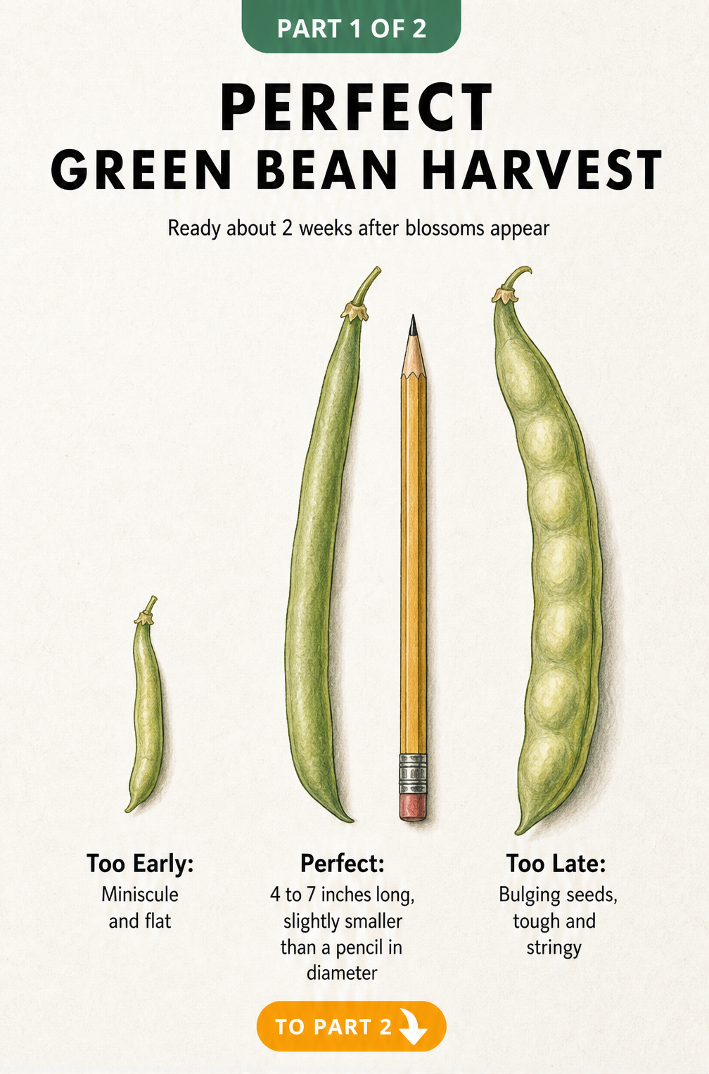 Botanical illustration showing three green beans at different stages of maturity: too early, perfect, and too late.