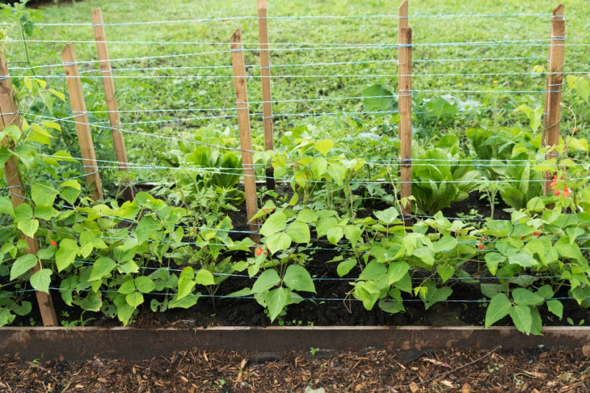 Bean trellis top tips on making and selecting