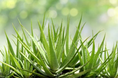 grow-aloe-vera