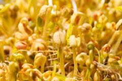 grow-bean-sprouts
