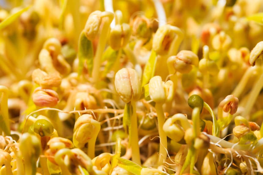 How to Grow Bean Sprouts the Right Way